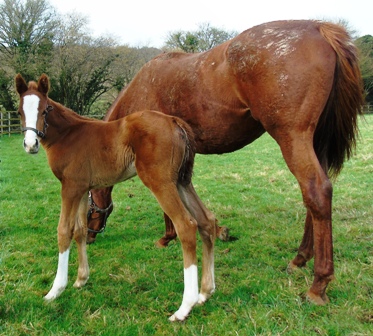2020 Filly by New Bay